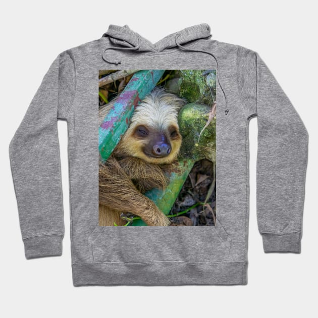 Adorable Sloth Hoodie by SafariByMarisa